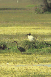 Black-headed Ibis (Threskiornis melanocephalus)