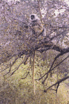 Northern Plains Gray Langur (Semnopithecus entellus)