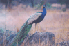 Indian Peafowl (Pavo cristatus)