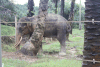 Sumatran Elephant (Elephas maximus sumatranus)