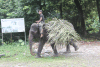 Elephant Carrying Food Feeding