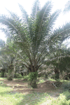African Oil Palm (Elaeis guineensis)