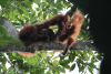 Sumatran Orangutan (Pongo abelii)
