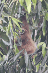 Sumatran Lar Gibbon (Hylobates lar vestitus)