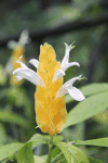 Golden Shrimp Plant (Pachystachys lutea)