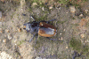 Stag Beetle (Odontolabis spectabilis)