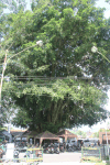 Banyan Tree (Ficus benghalensis)