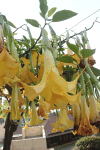 Trumpet Flower (Brugmansia sp.)