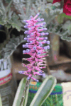 Bromeliad (Aechmea gamosepala)