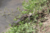 Togian Water Monitor (Varanus togianus)