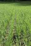 Close-up Rice Field