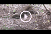 Komodo Dragon Digging Nest