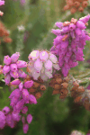 Heath Flowers