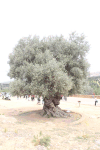 Olive Tree Temple Concordia