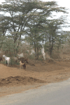 Goats Feeding Acacias