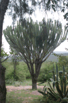 Tree Euphorbia (Euphorbia candelabrum)