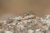 Close-up Lizard
