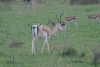Southern Grant's Gazelle (Nanger granti granti)