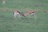 Thomson's Gazelle Males Sparring