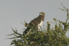 Black-chested Snake Eagle (Circaetus pectoralis)