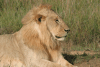Close-up Male Southern Lion
