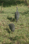 Reichenow's Helmeted Guineafowl (Numida meleagris reichenowi)