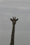 Close-up Maasai Giraffe