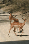 Common Impala Harem Male