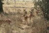 Common Impala (Aepyceros melampus melampus)