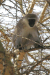 Hilgert's Vervet Monkey (Chlorocebus pygerythrus hilgerti)