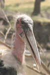Close-up Marabou Stork