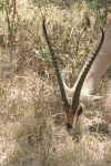Close-up Southern Grant's Gazelle
