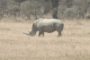 Southern White Rhinoceros (Ceratotherium simum simum)