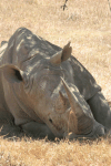 Southern White Rhinoceros (Ceratotherium simum simum)