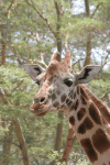 Close-up Rothschild's Giraffe