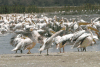 Great White Pelicans Lake