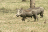 Eastern Warthog