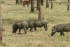 Eastern Warthog (Phacochoerus africanus massaicus)