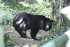 Sun Bear (Helarctos malayanus)