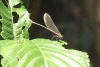 Broad-winged Damselfly (Calopterygidae gen.)