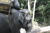 Close-up Elephant Had Walk