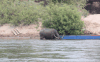 Water Buffalo Grazing Mekong