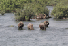 Water Buffaloes Grazing Mekong