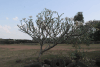 Dok Champa (Plumeria alba)