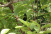 Antillean Crested Hummingbird (Grenadines and Grenada) (Orthorhyncus cristatus emigrans)