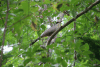 Mangrove Cuckoo (Coccyzus minor)