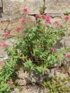 Red Valerian (Centranthus ruber)