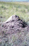 Small Termite Mound
