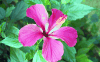 Hibiscus sp.