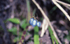 Cerulean Flaxlily (Dianella ensifolia)